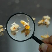 Termite Inspection