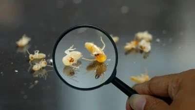 Termite Inspection